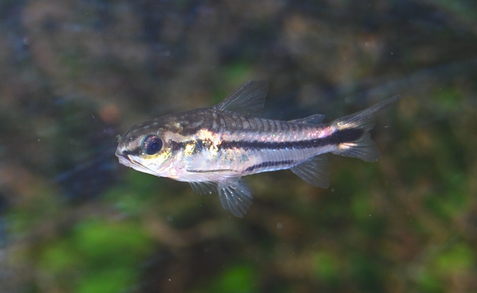 Corydoras pygmaeus